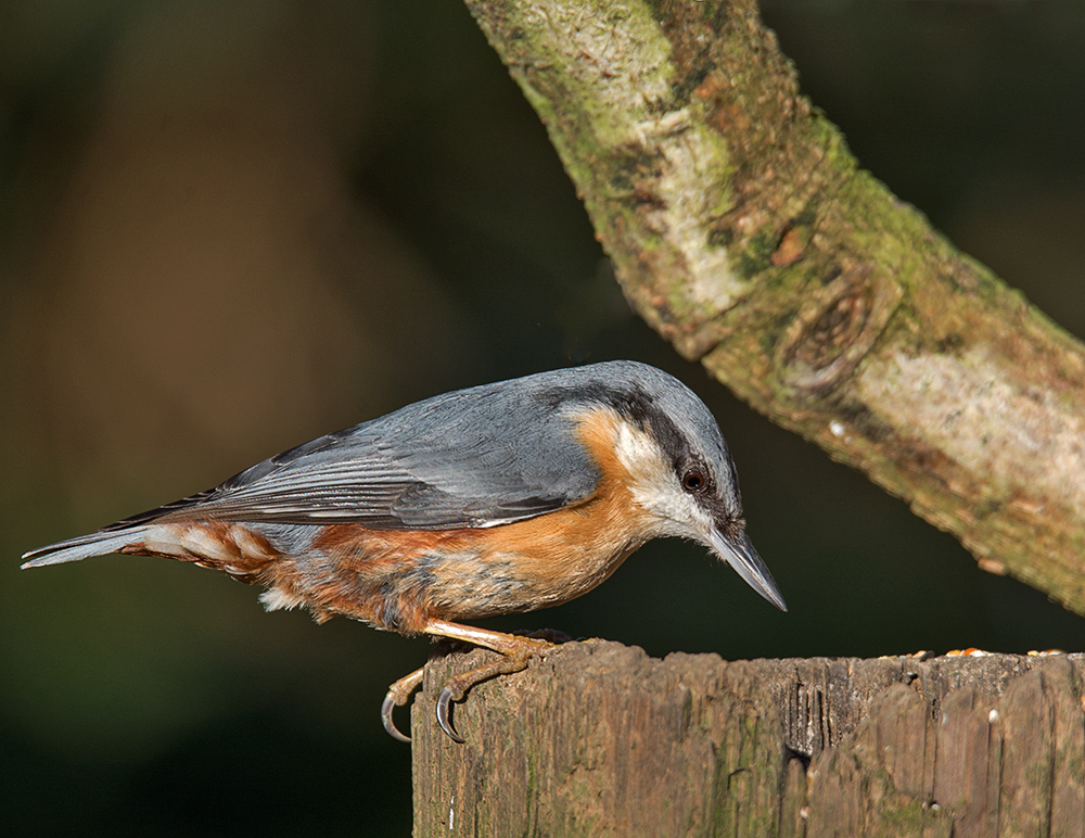 DSC_4332.jpg