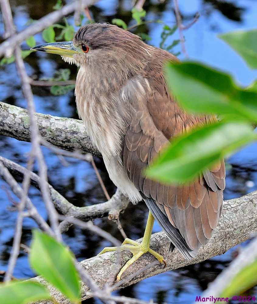 DSC_4332_001.JPG