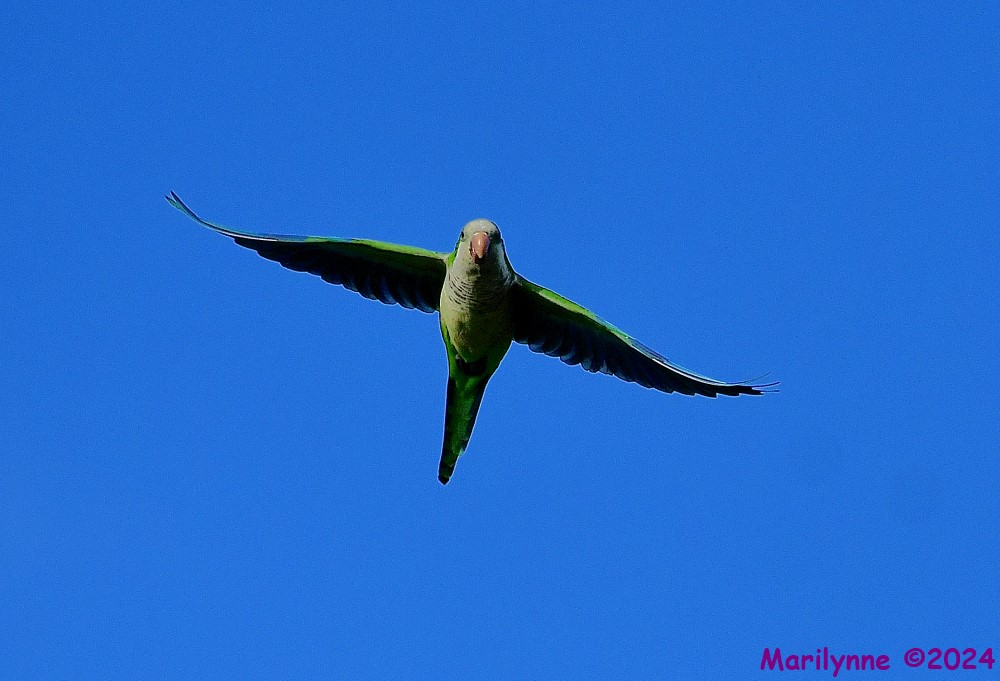 DSC_4332_001.JPG