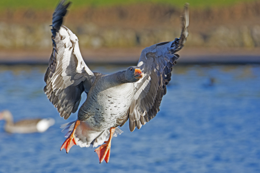 DSC_4333.jpg