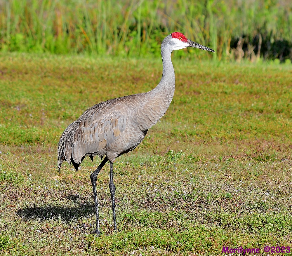 DSC_4333_001.JPG