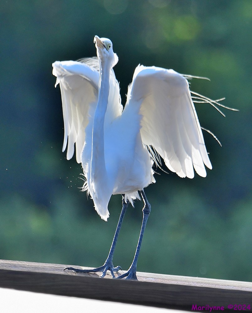 DSC_4335_001.JPG
