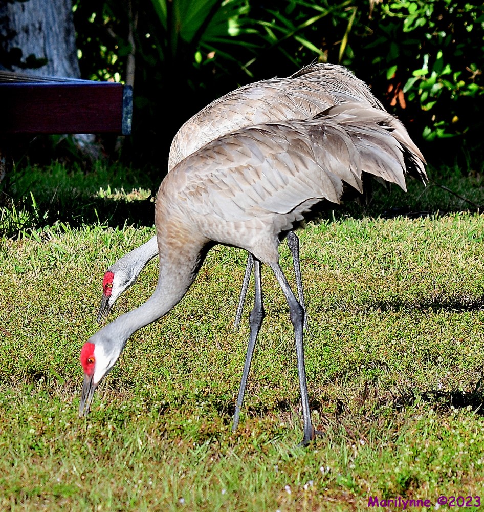 DSC_4336_001.JPG