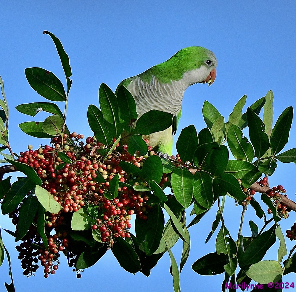 DSC_4336_001.JPG