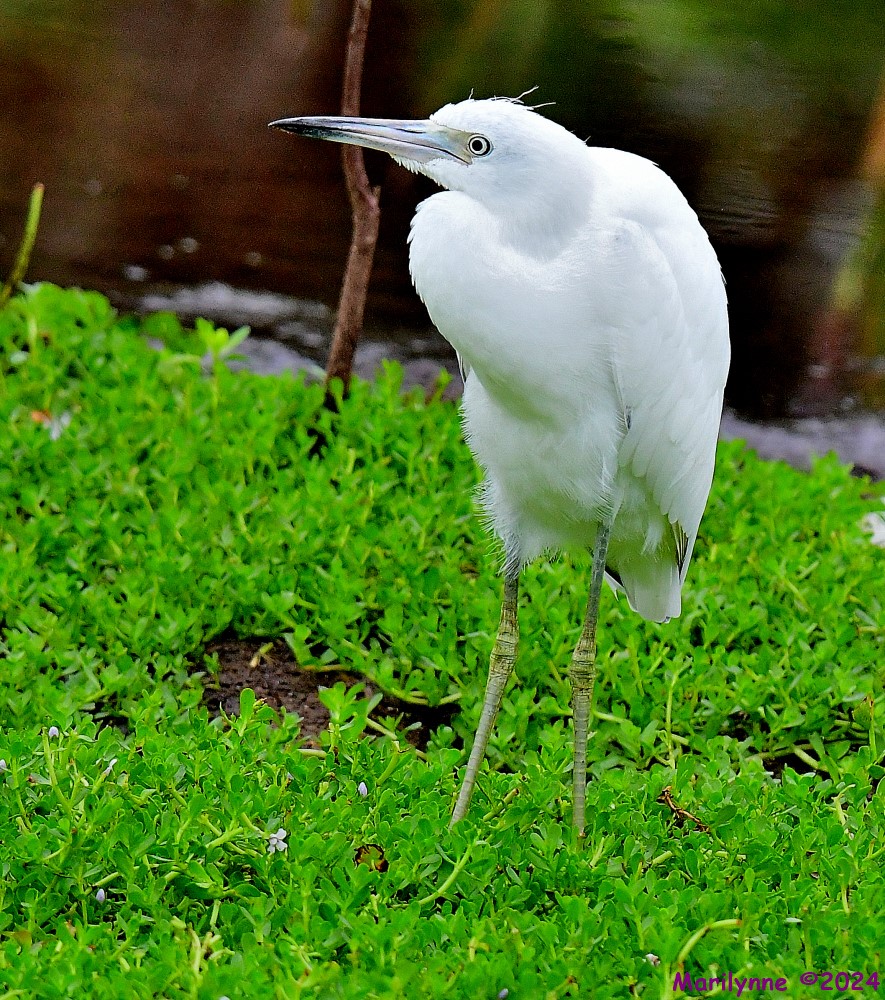 DSC_4338_001.JPG