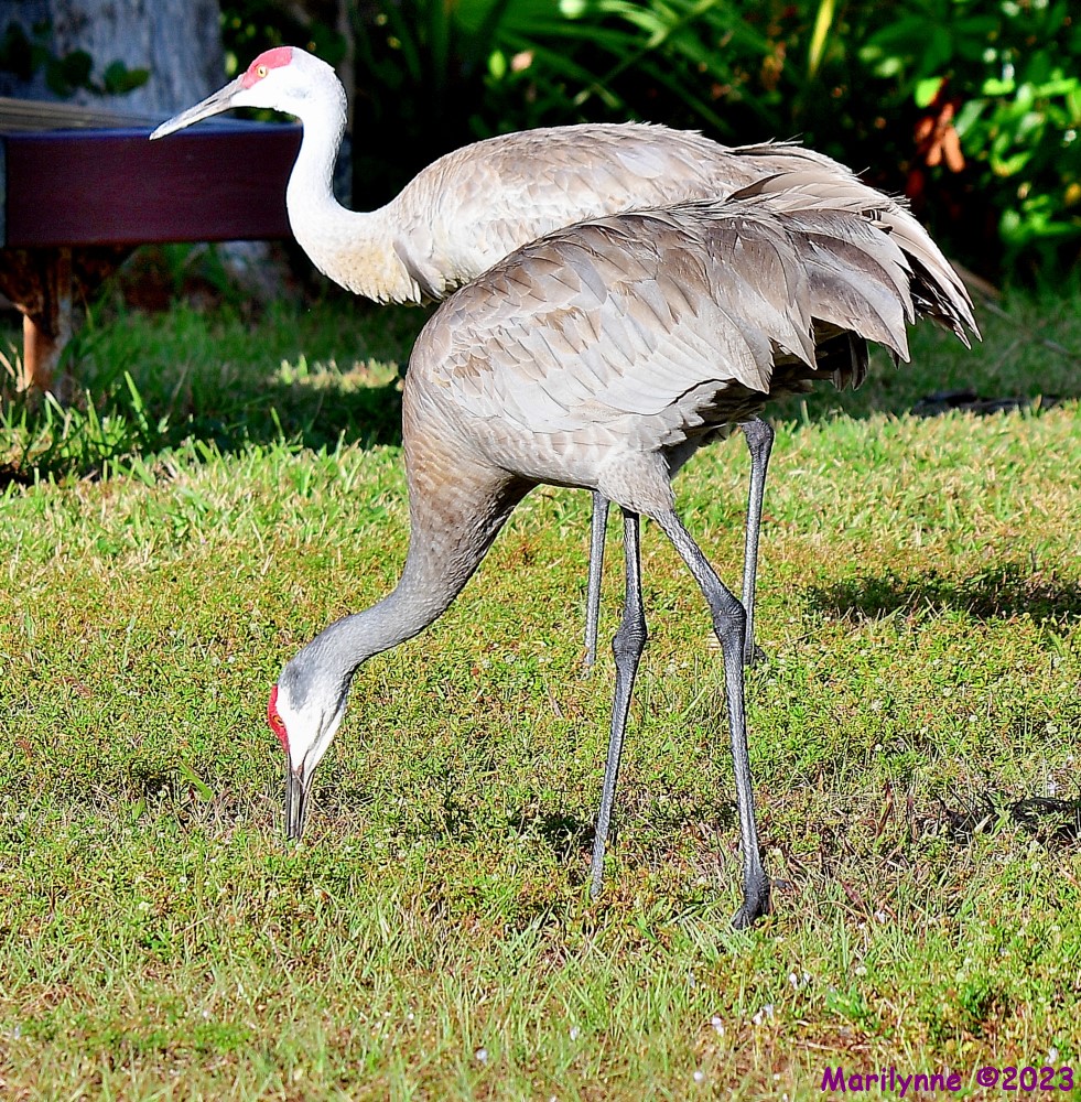 DSC_4339_001.JPG