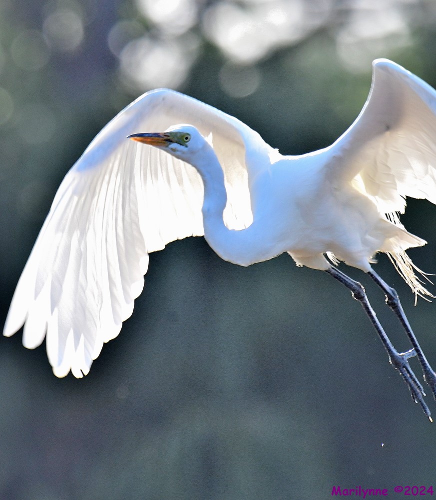 DSC_4339_001.JPG