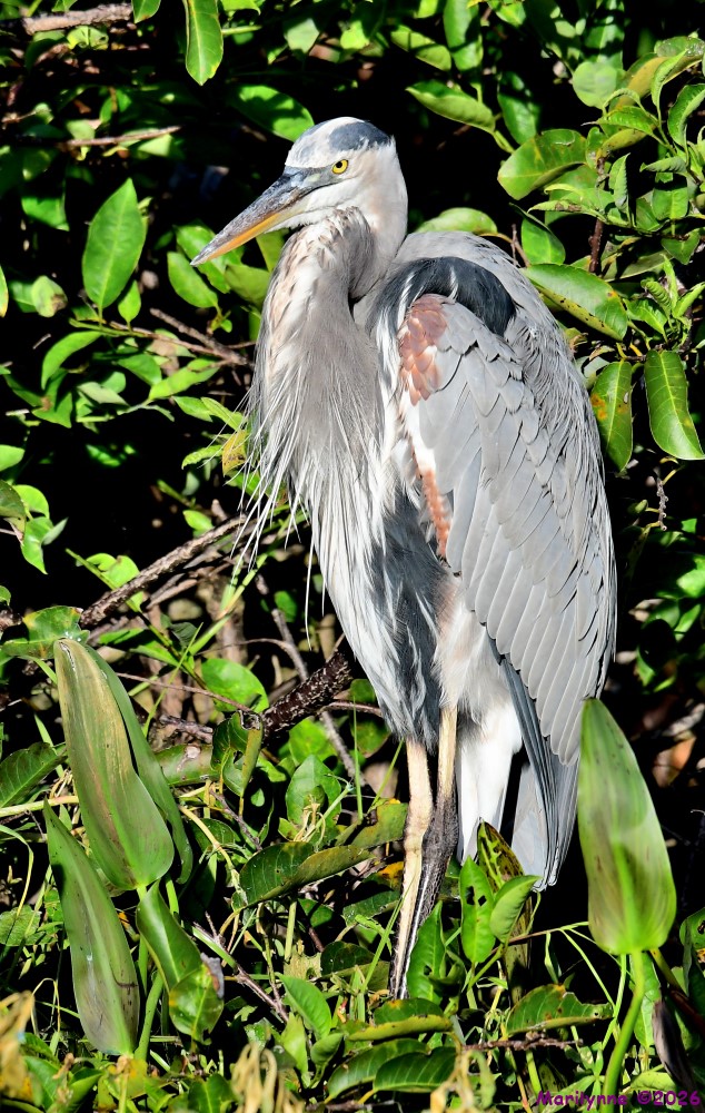 DSC_4339_001.JPG
