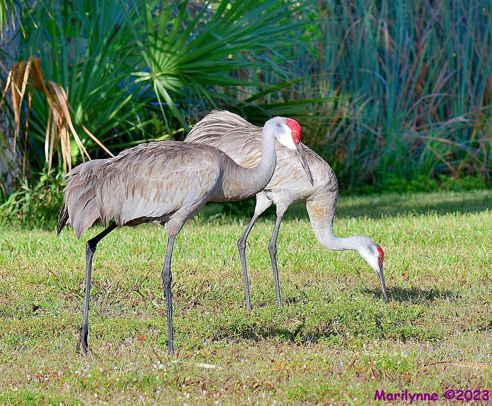 DSC_4341_001.JPG