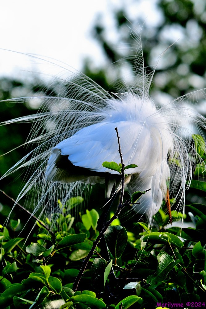 DSC_4342_001.JPG