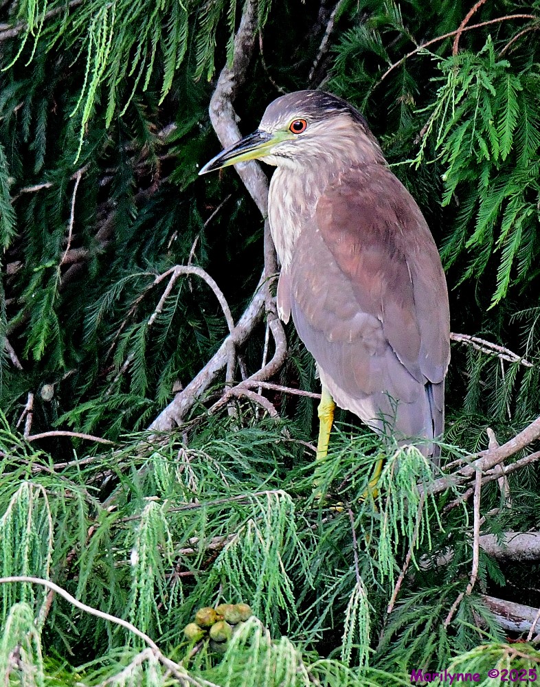 DSC_4342_001.JPG