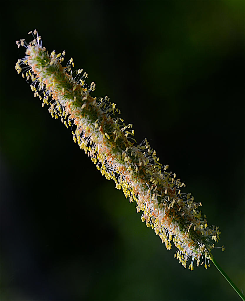 DSC_4347 - copie.jpg