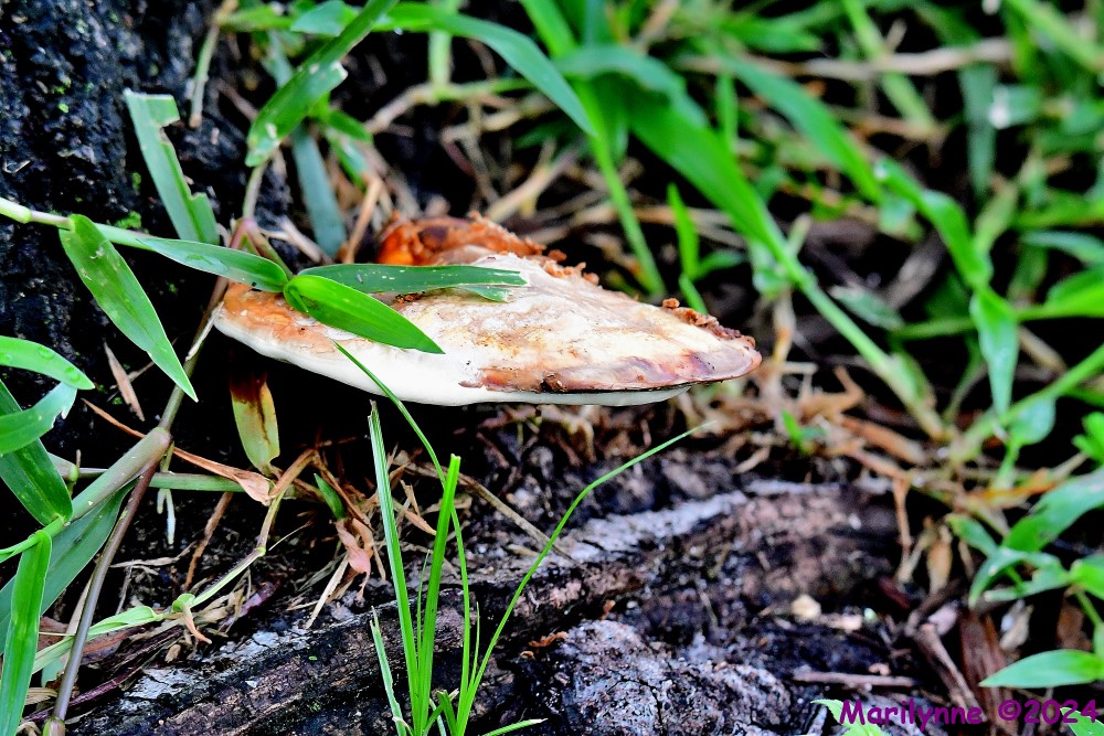 DSC_4347_001.JPG