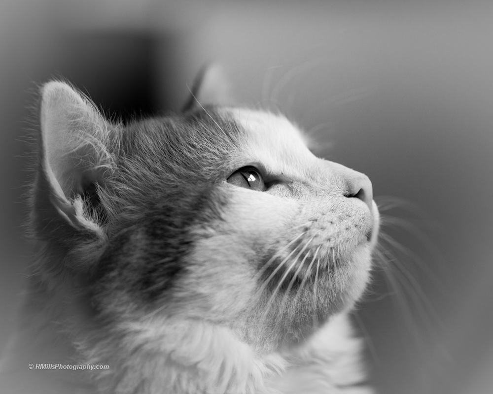 DSC_4348_7090.jpg