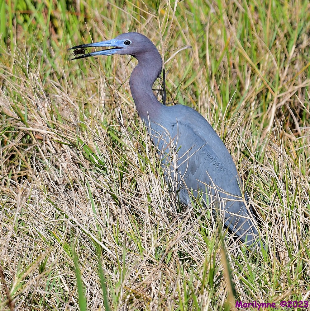 DSC_4351_001.JPG