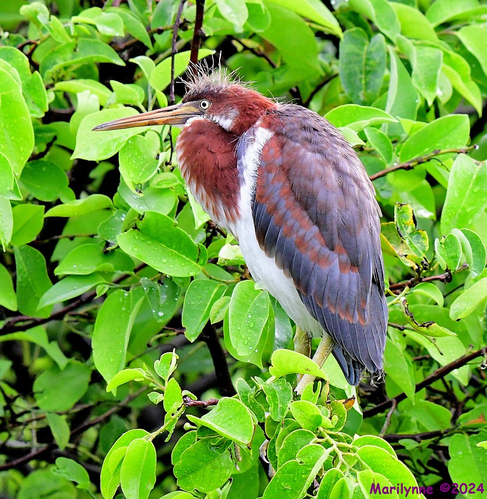 DSC_4351_001.JPG