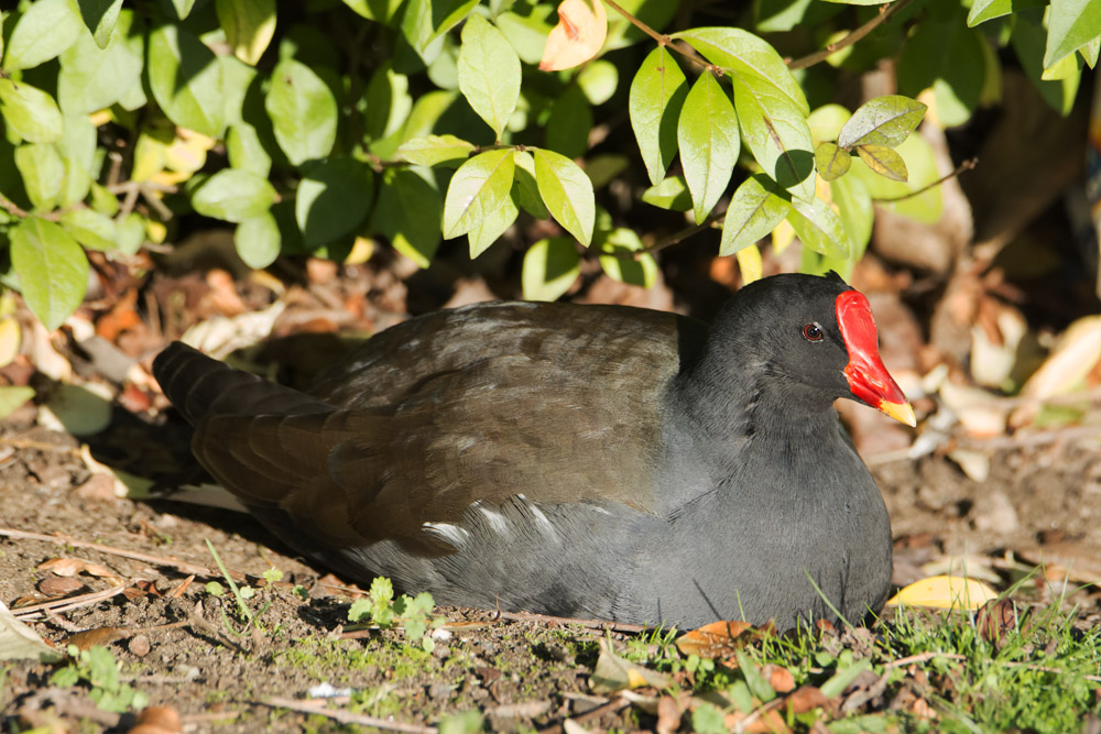 DSC_4353.jpg