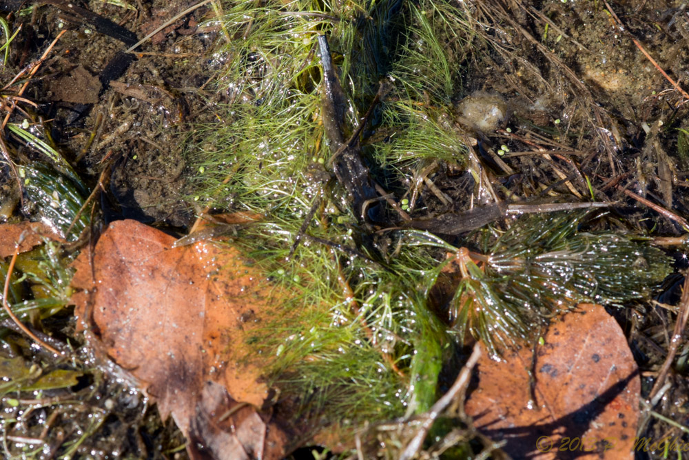DSC_4354.jpg