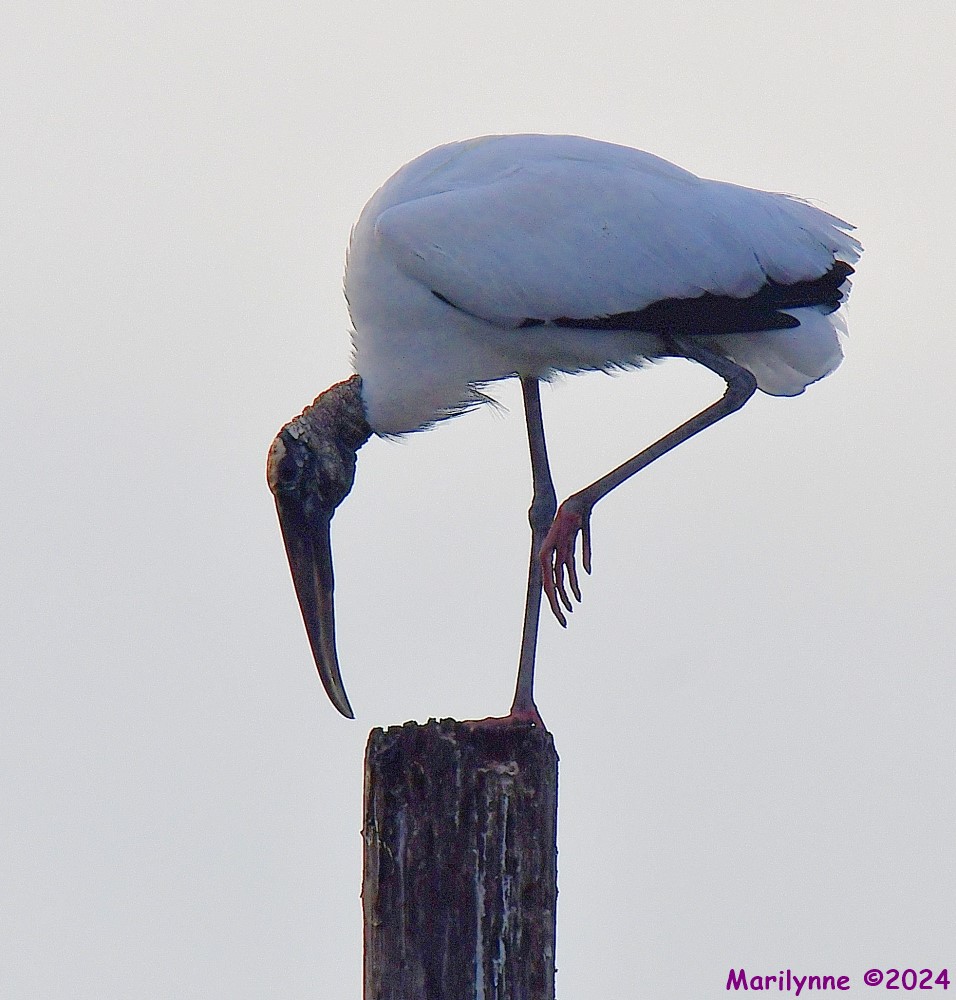 DSC_4354_001.JPG