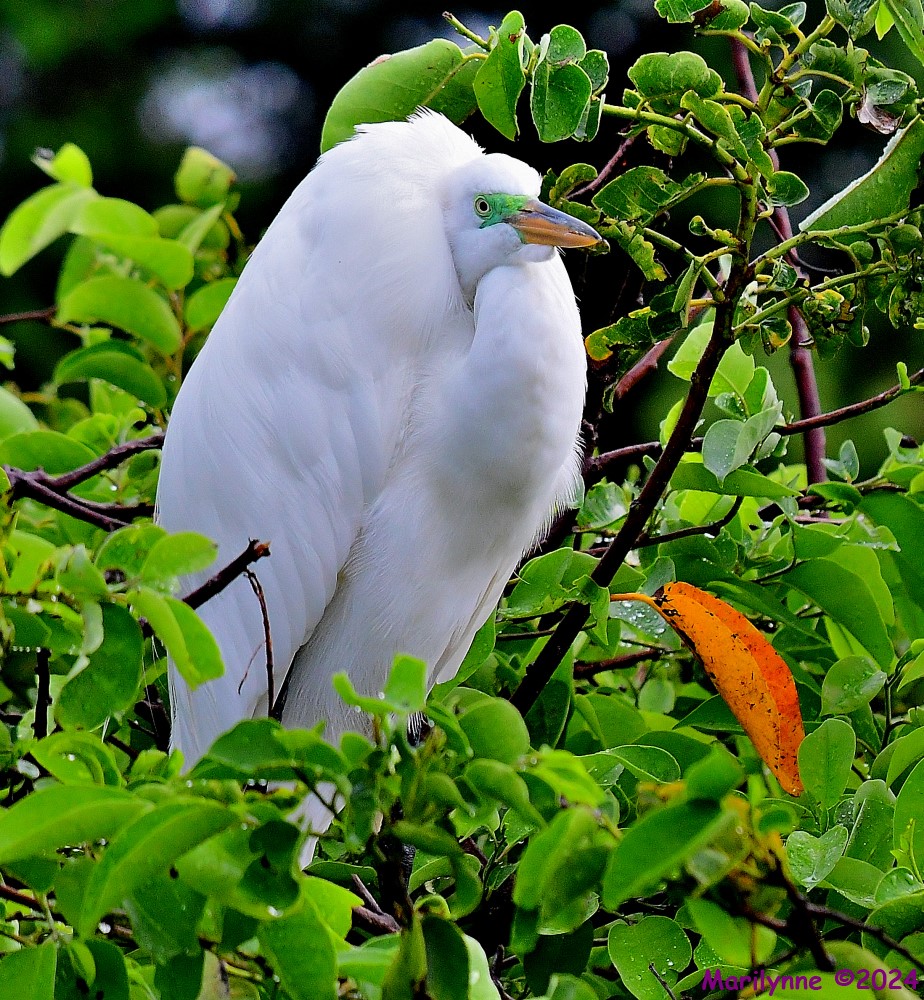 DSC_4354_001.JPG