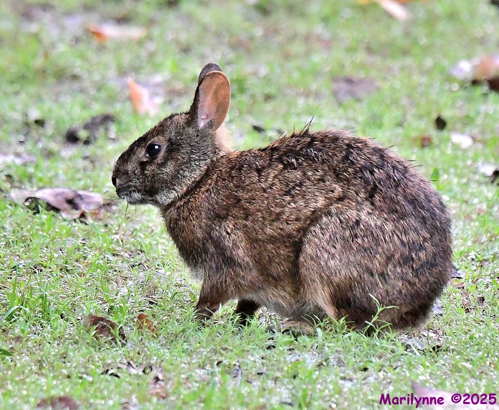 DSC_4354_001.JPG