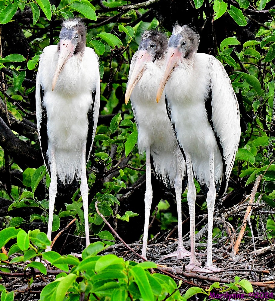 DSC_4356_001.JPG