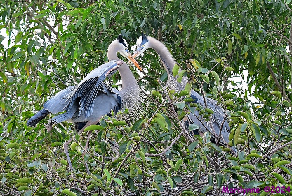 DSC_4357_001.JPG