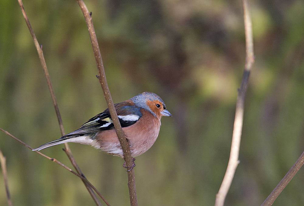 DSC_4358.jpg