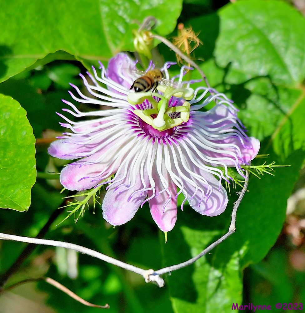 DSC_4358_001.JPG