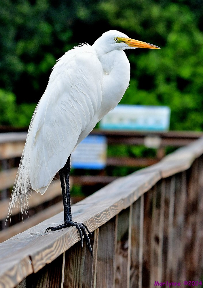 DSC_4358_001.JPG