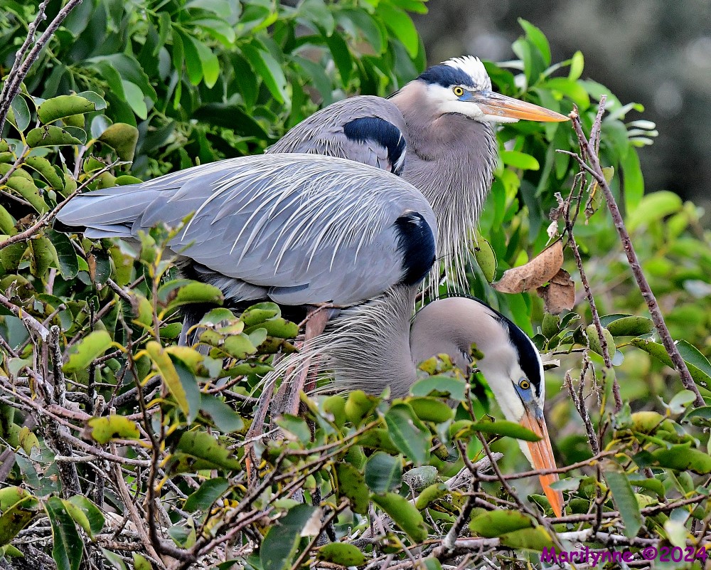DSC_4359_001.JPG