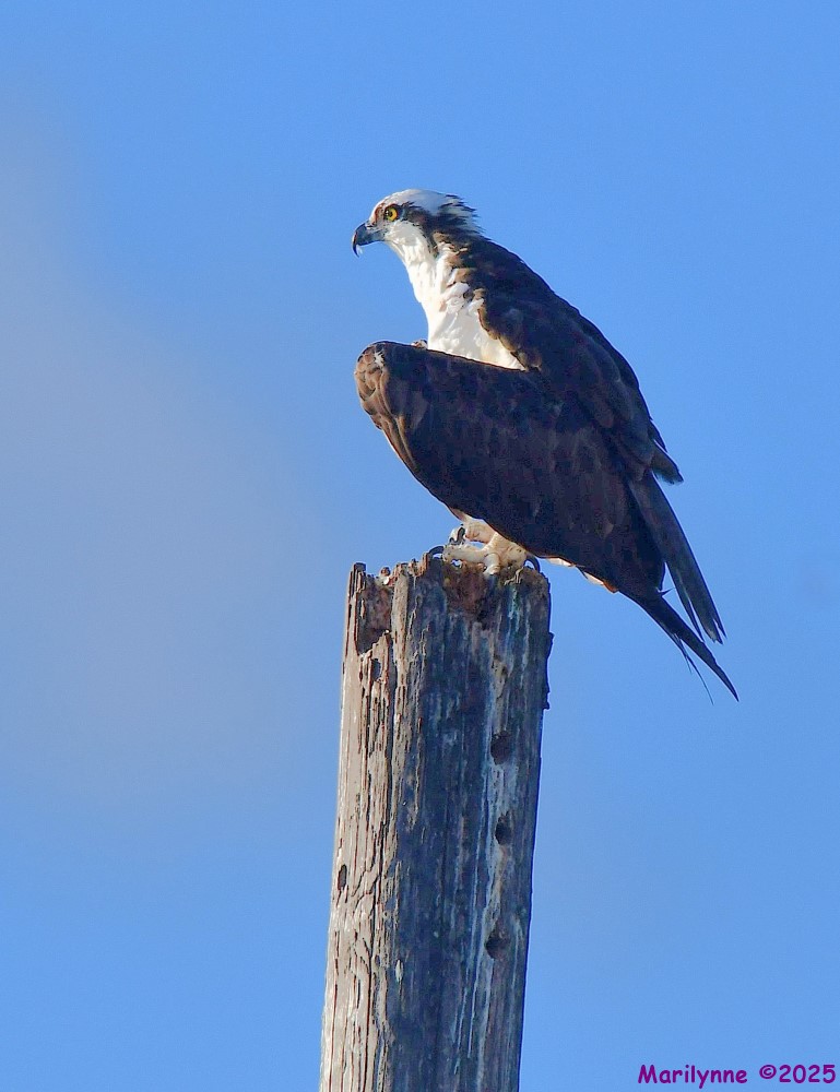 DSC_4359_001.JPG