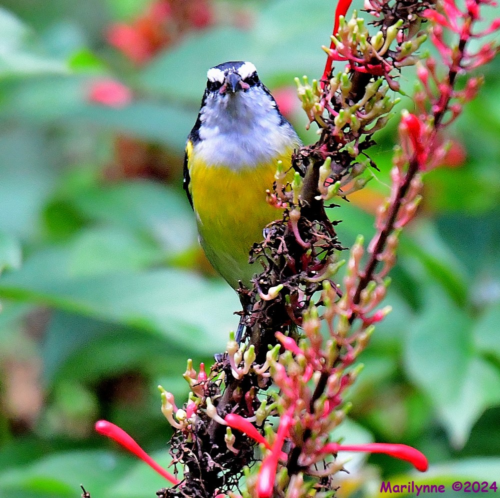 DSC_4360_001.JPG