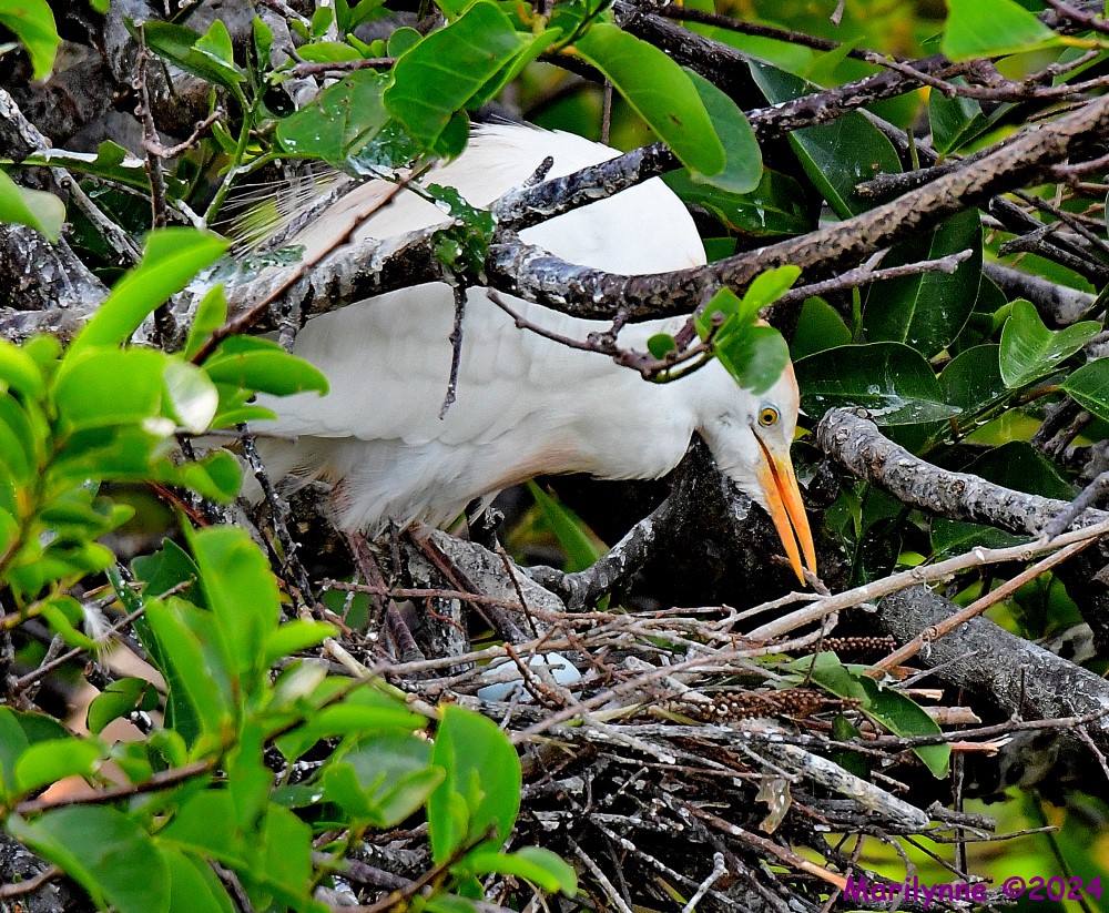 DSC_4361_001.JPG