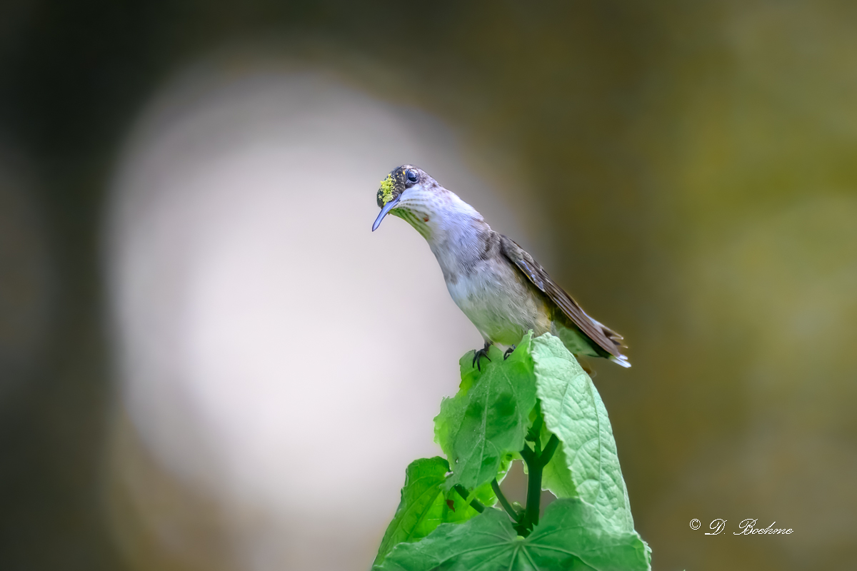 DSC_4364-topaz-rawdenoise.jpg