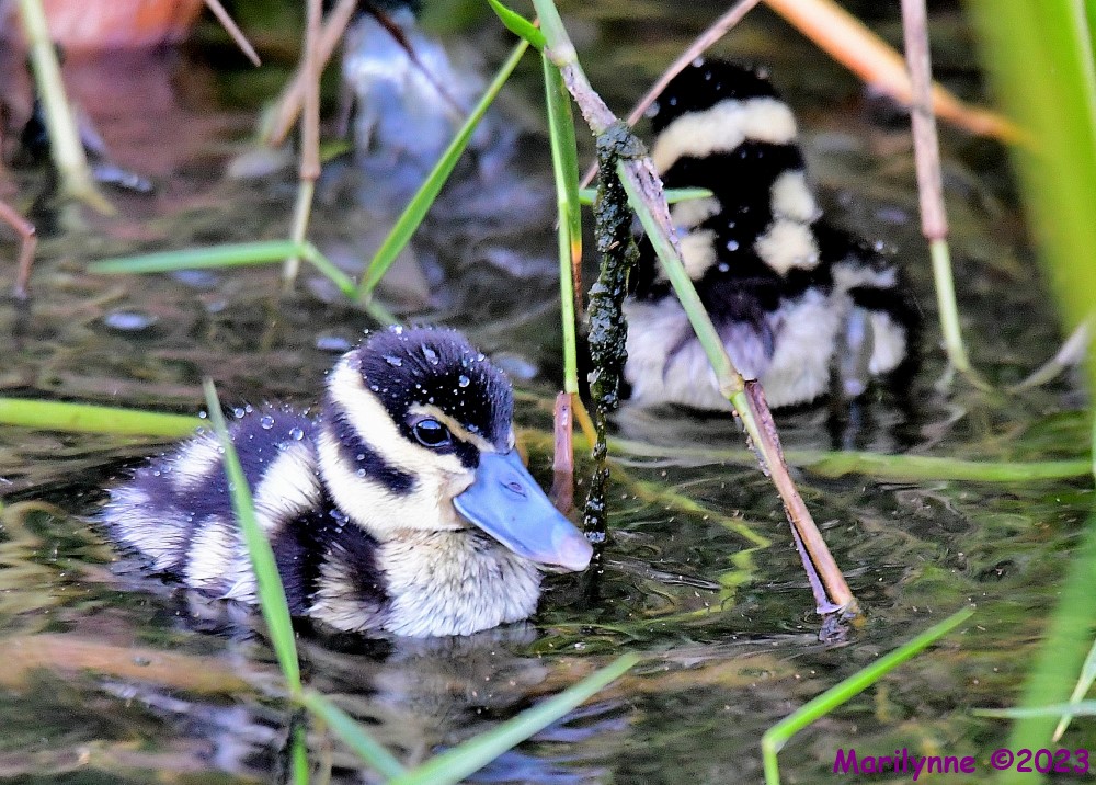 DSC_4365_001.JPG