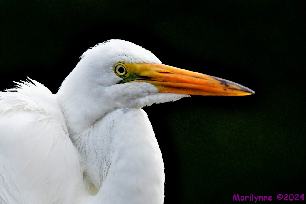 DSC_4365_001.JPG