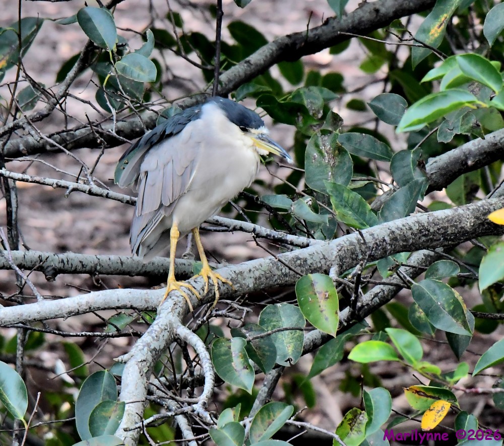 DSC_4365_001.JPG
