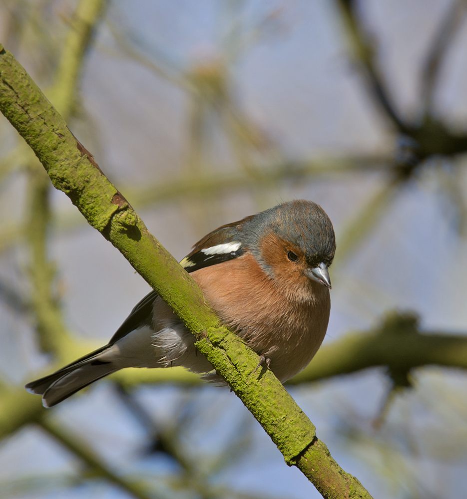 DSC_4367.jpg