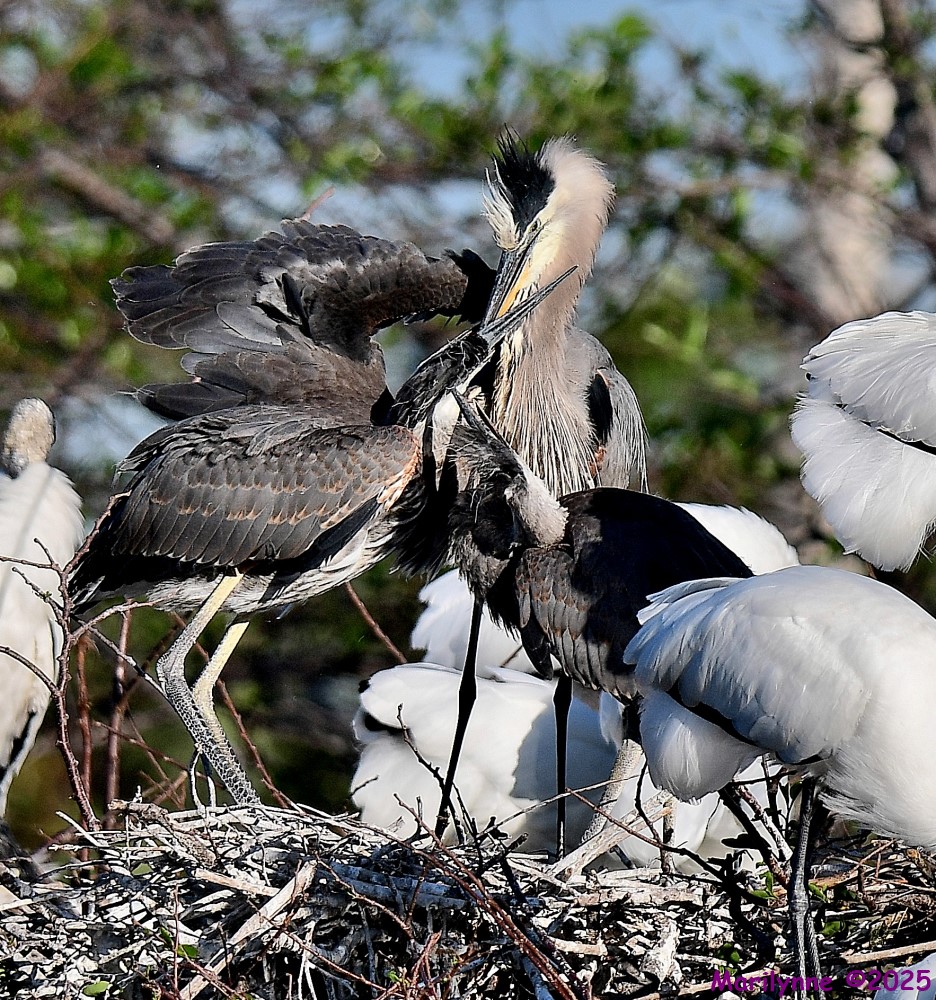 DSC_4367_001.JPG