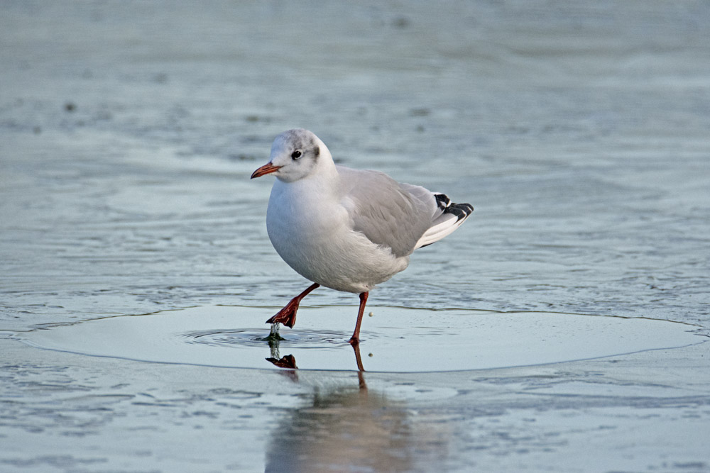 DSC_4368.jpg