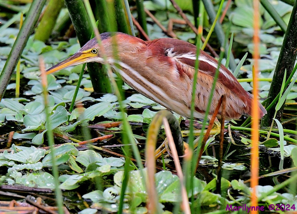 DSC_4371_001.JPG