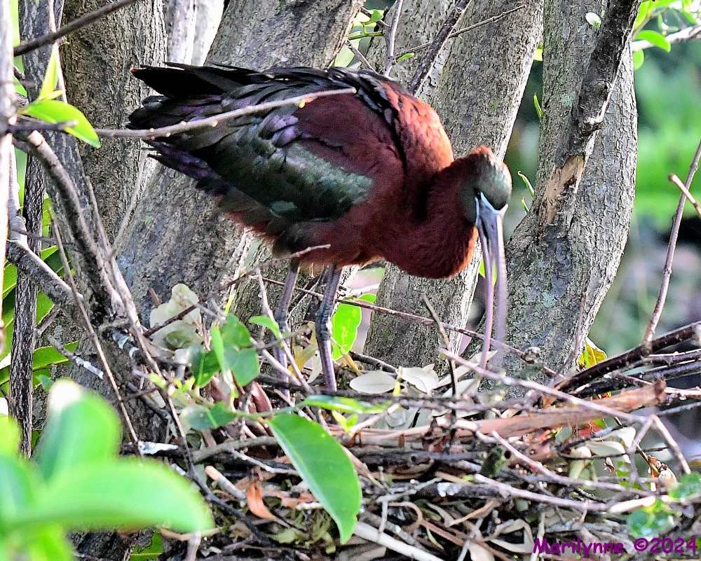 DSC_4372_001.JPG
