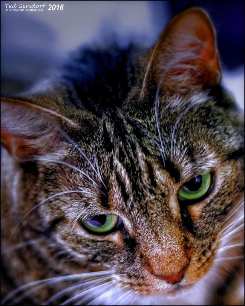 DSC_4375.jpg