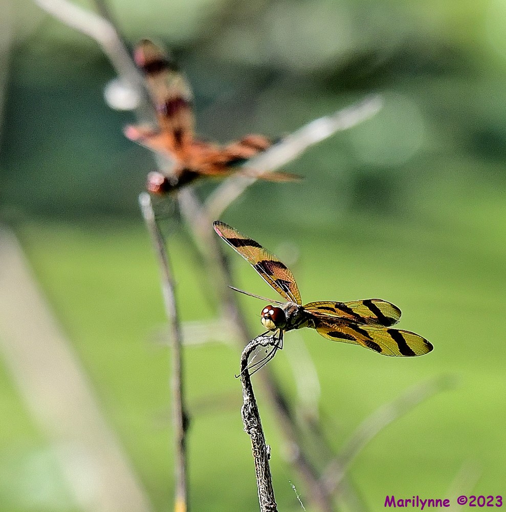 DSC_4376_001.JPG