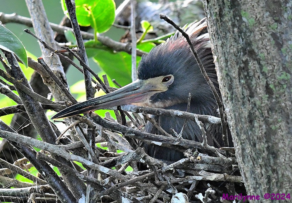 DSC_4376_001.JPG