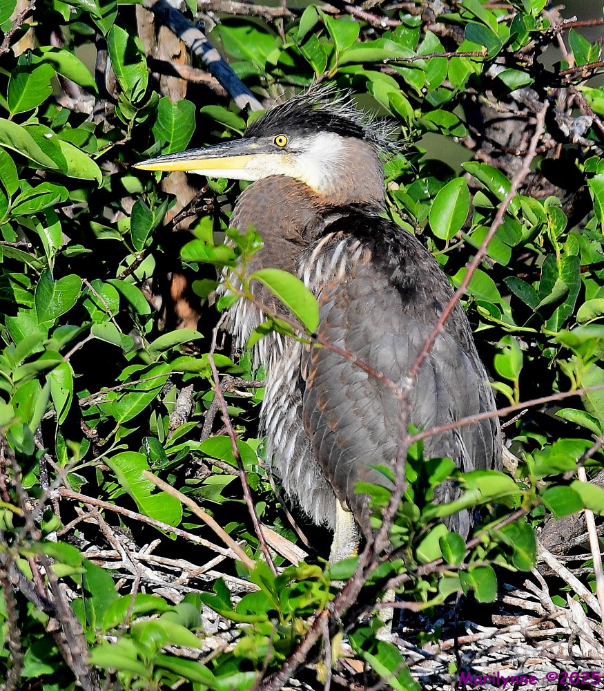 DSC_4376_001.JPG