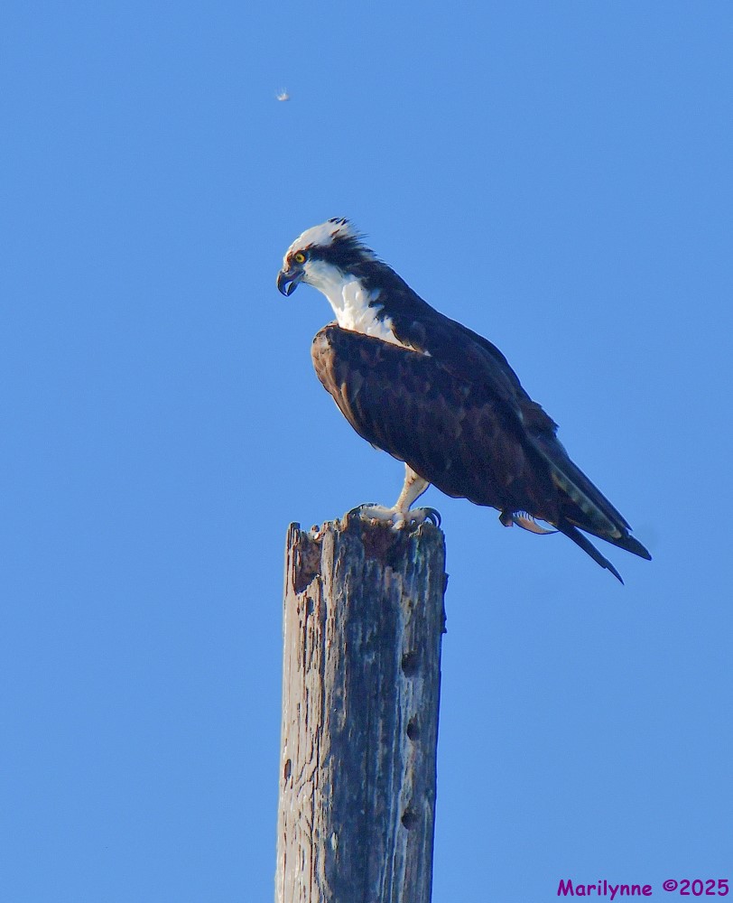 DSC_4376_001.JPG