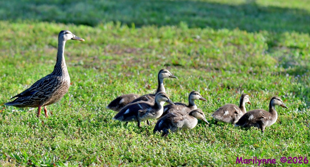 DSC_4376_001.JPG
