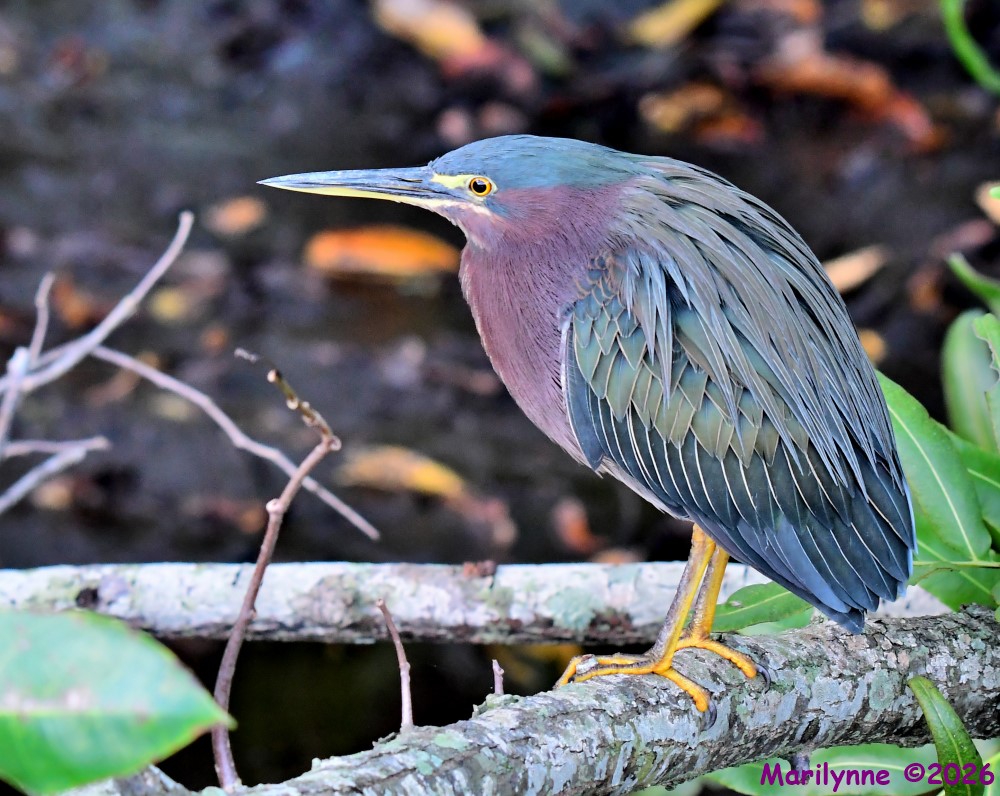 DSC_4376_001.JPG